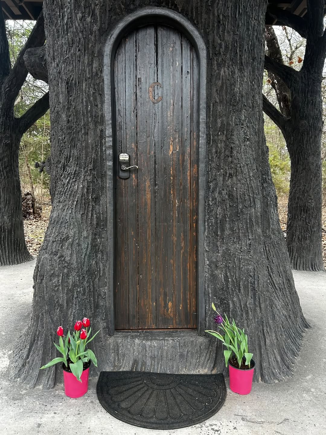 Arched wooden front door set into the base of the tree, with tulips on either side